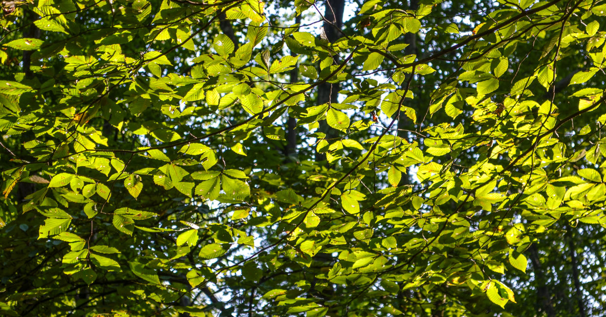 Slippery elm trees are a healthy medicinal plant. Slippery elm trees are a healthy medicinal plant.