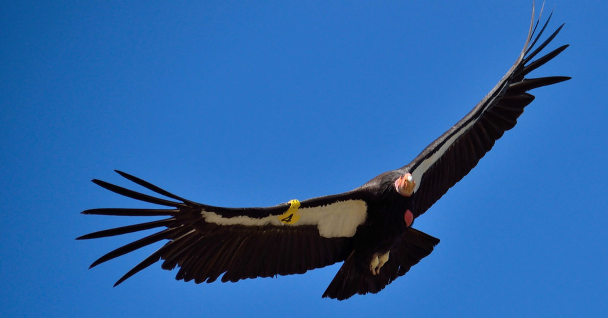 A rare California condor in flight A rare California condor in flight