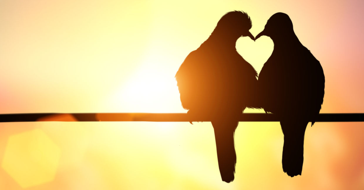 Two birds perch lovingly, their beaks and bodies touch to form the silhouette of a heart. Two birds perch lovingly, their beaks and bodies touch to form the silhouette of a heart.