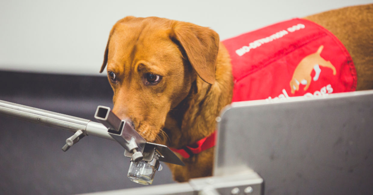 Disease detection dog sniffing for prostate cancer. Disease detection dog sniffing for prostate cancer.
