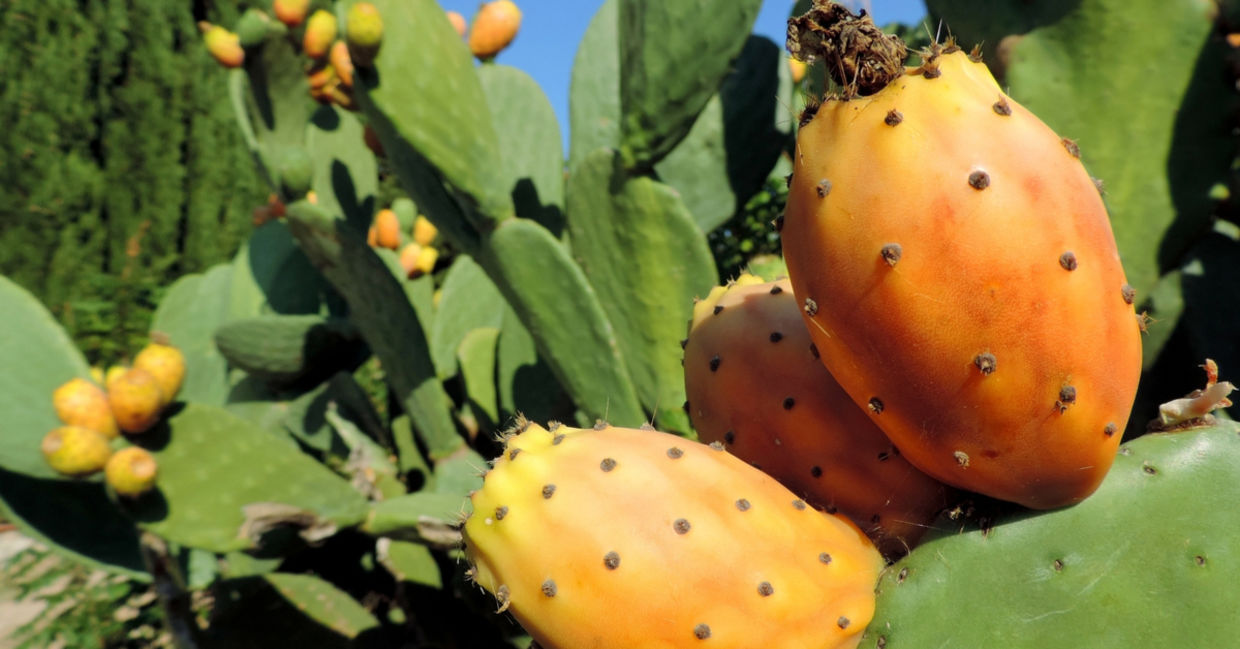 The cactus pair may become a new superfood crop. The cactus pair may become a new superfood crop.