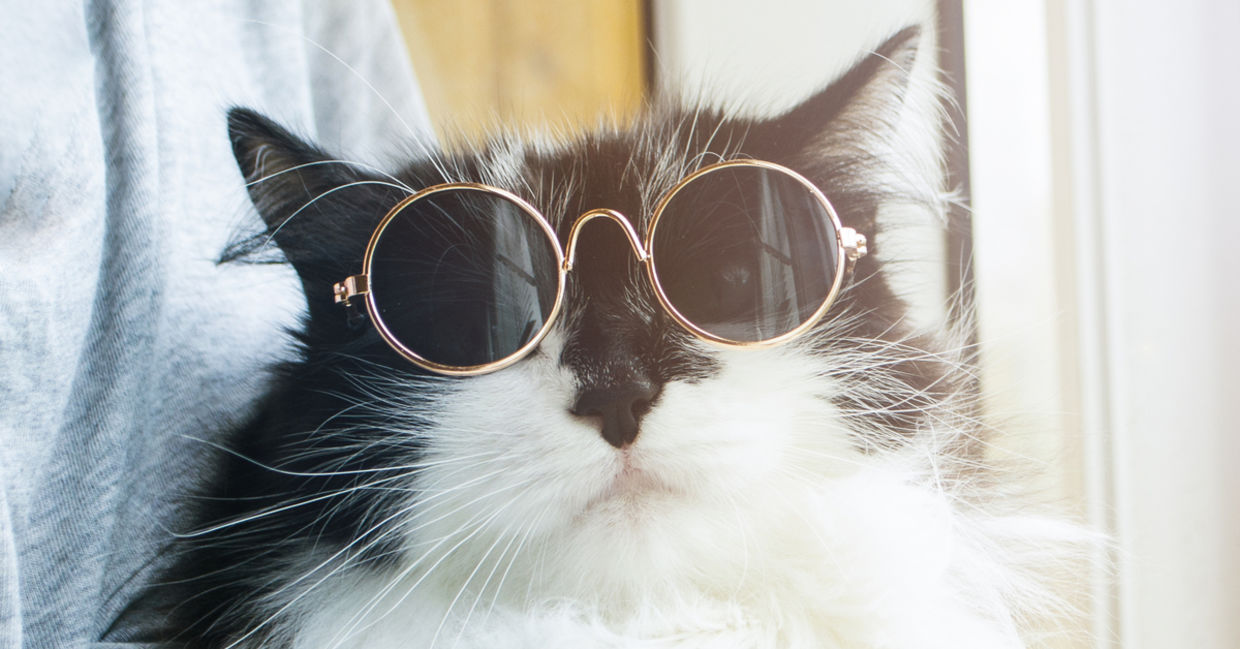 A fluffy cat proudly wears sunglasses. A fluffy cat proudly wears sunglasses.