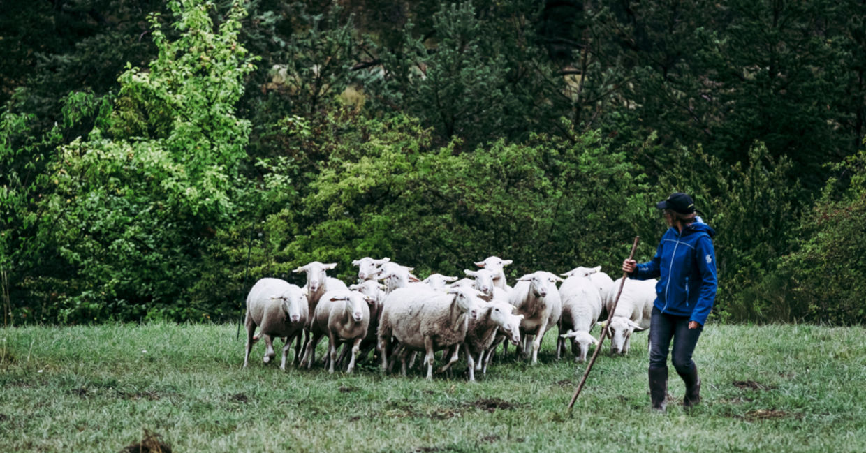 Woman shepherd with flock of sheep. Woman shepherd with flock of sheep.