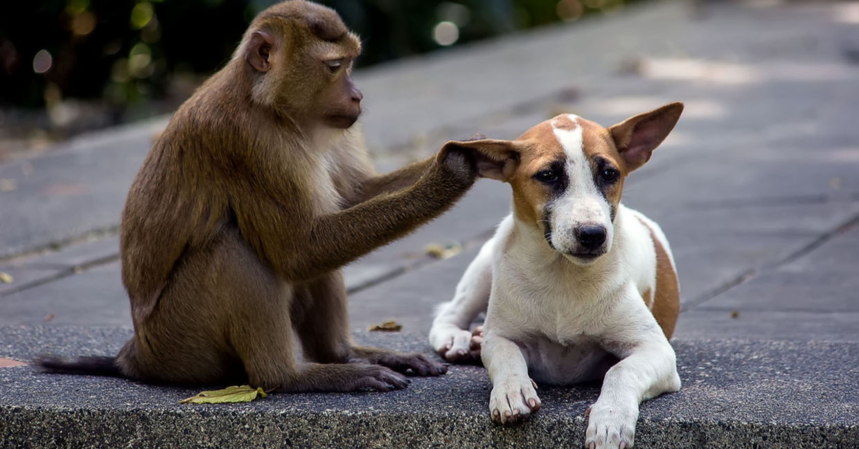 monkey and dog friends monkey and dog friends