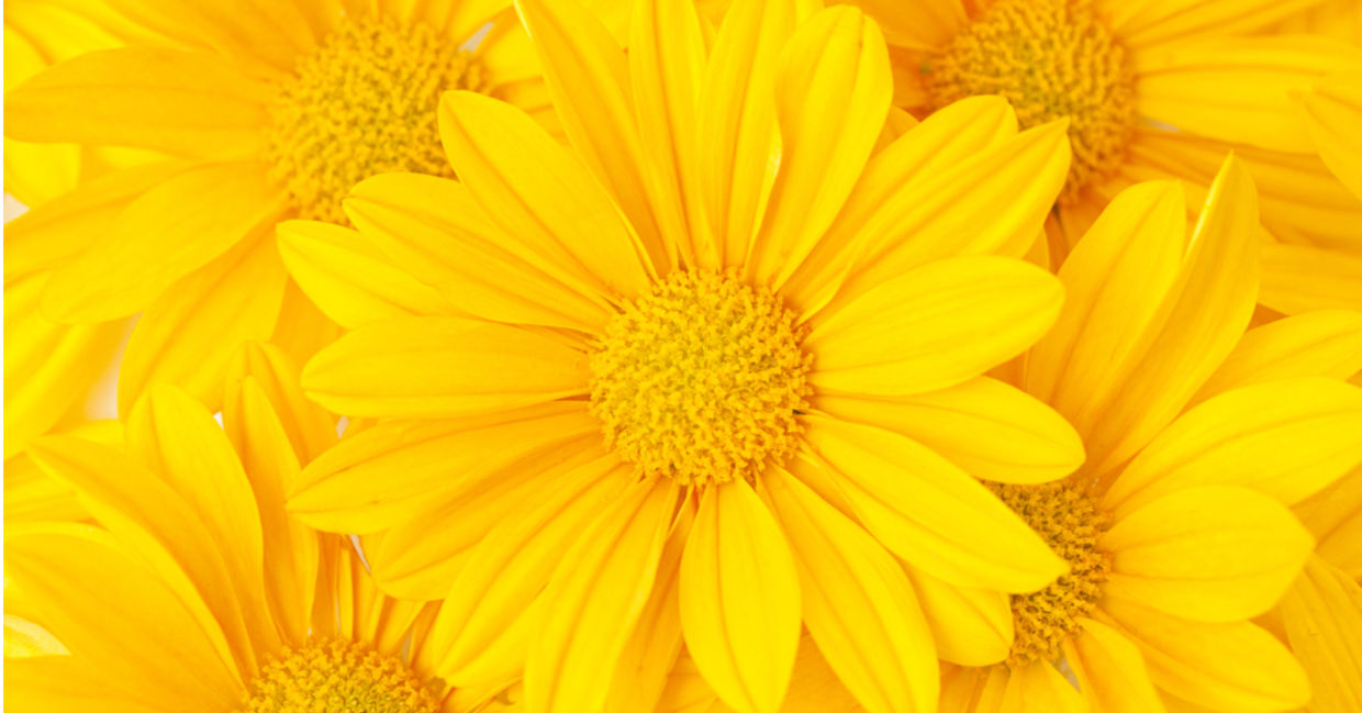 Yellow flowers will perk up your mood. Yellow flowers will perk up your mood.