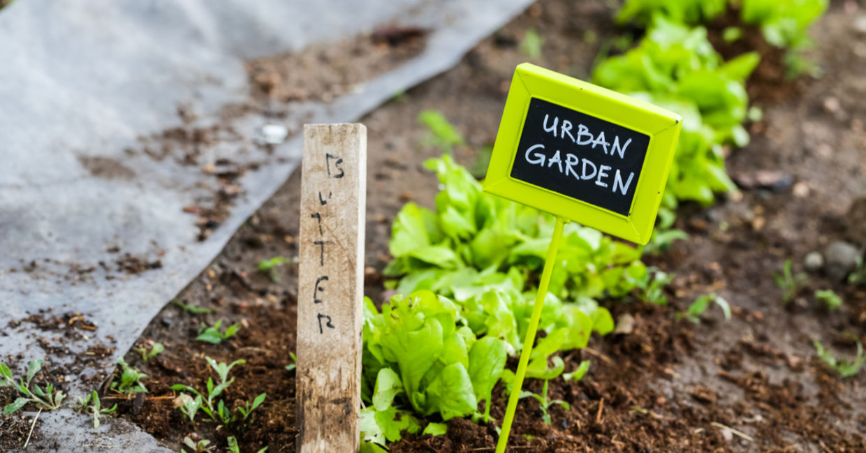 Urban farming on a small plot Urban farming on a small plot