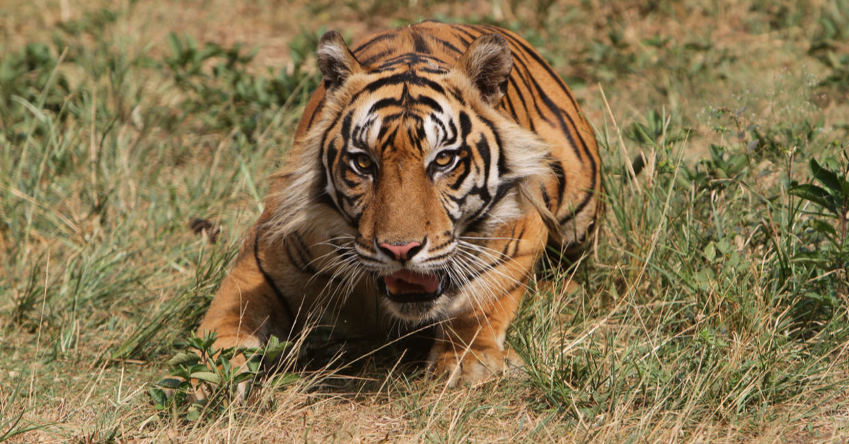 tiger ready to pounce tiger ready to pounce