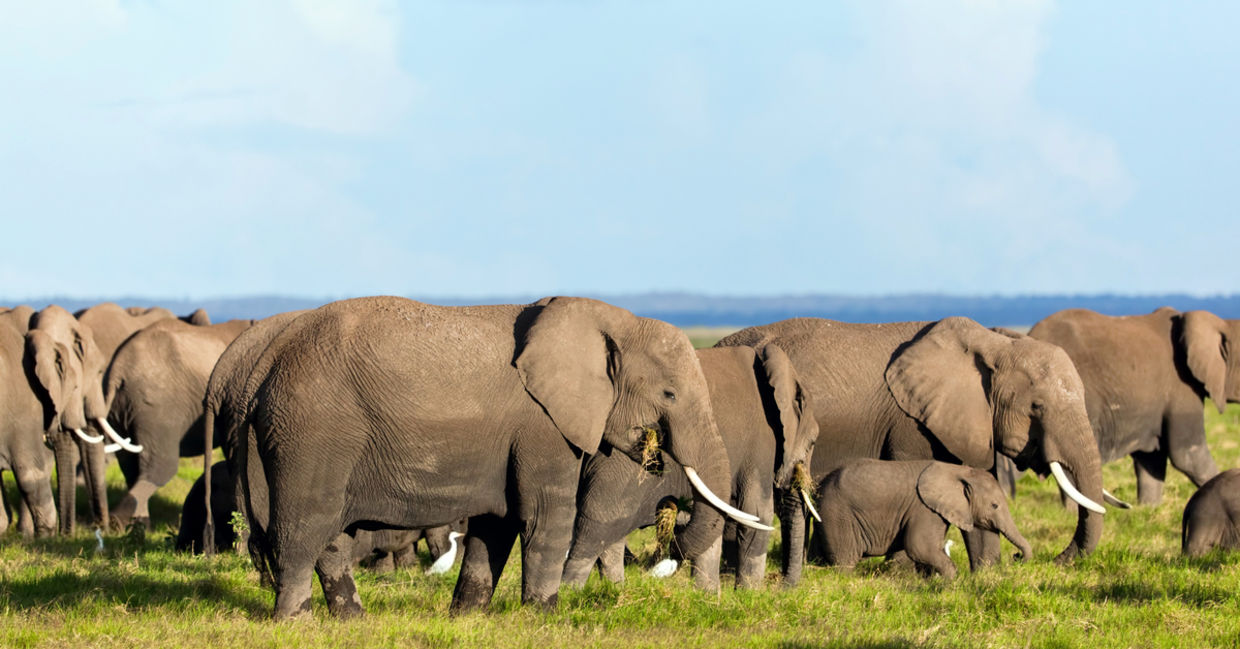 A group of African elephants A group of African elephants