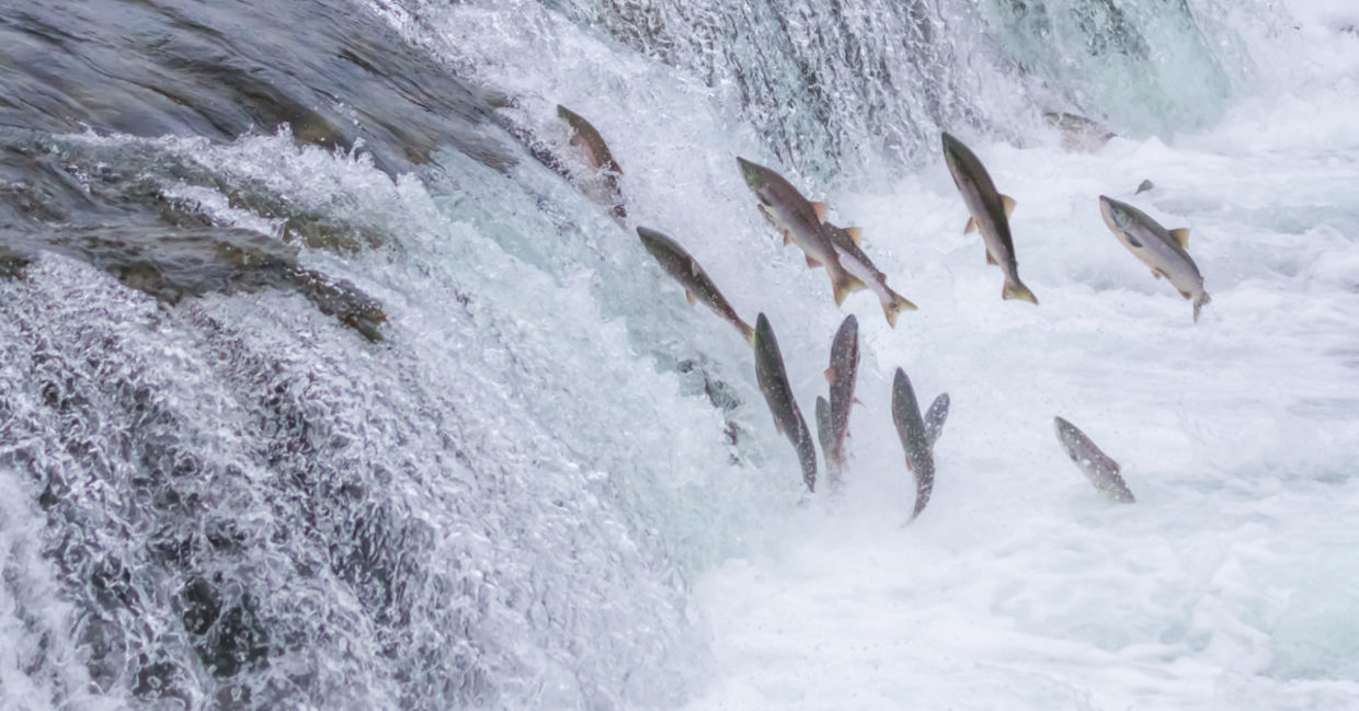 Salmon swimming upstream Salmon swimming upstream