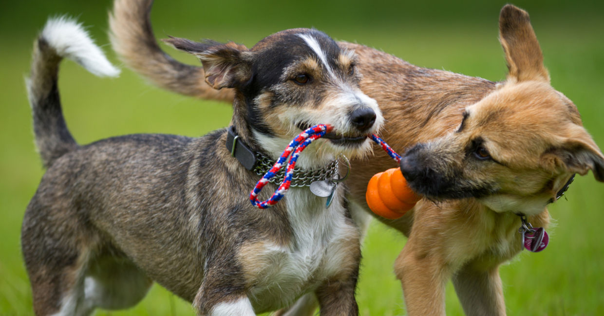 Dogs playing together Dogs playing together