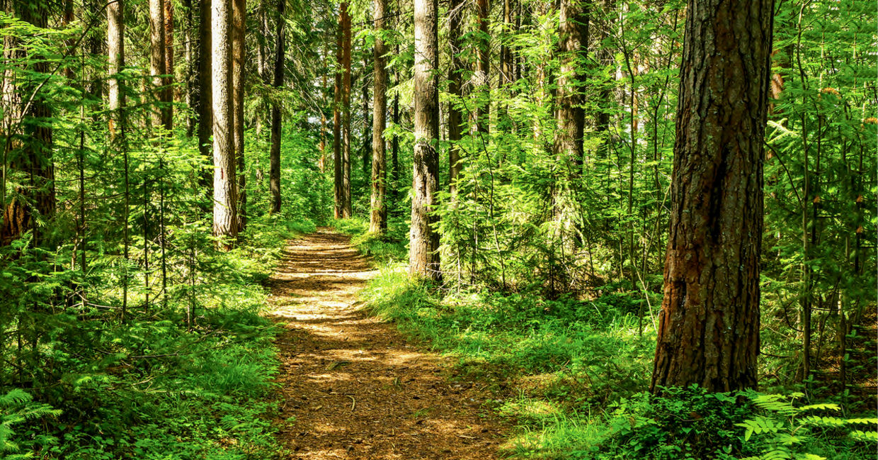 A forest path A forest path