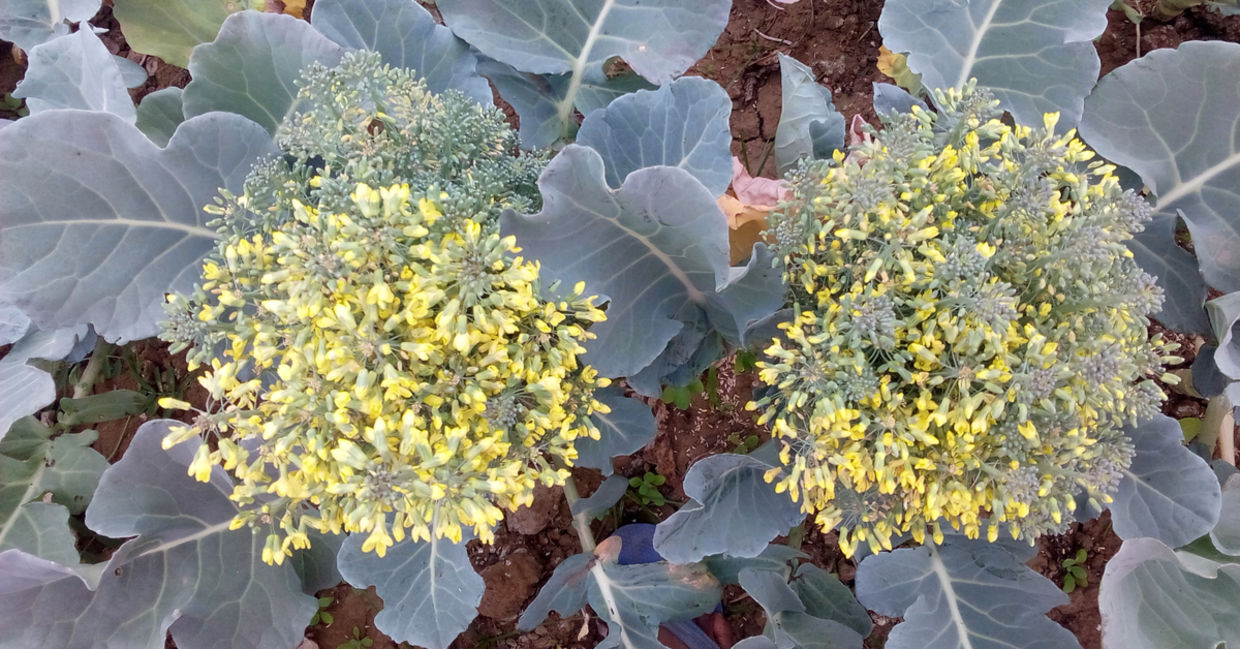 broccoflower broccoflower