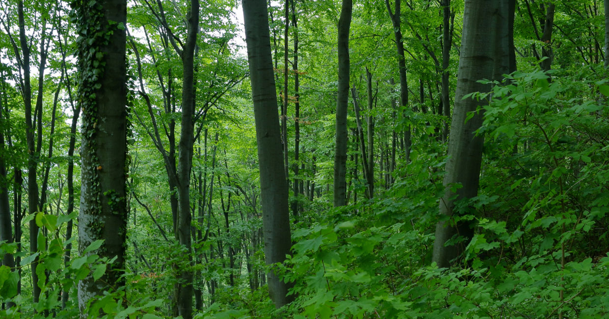 green dense forest green dense forest