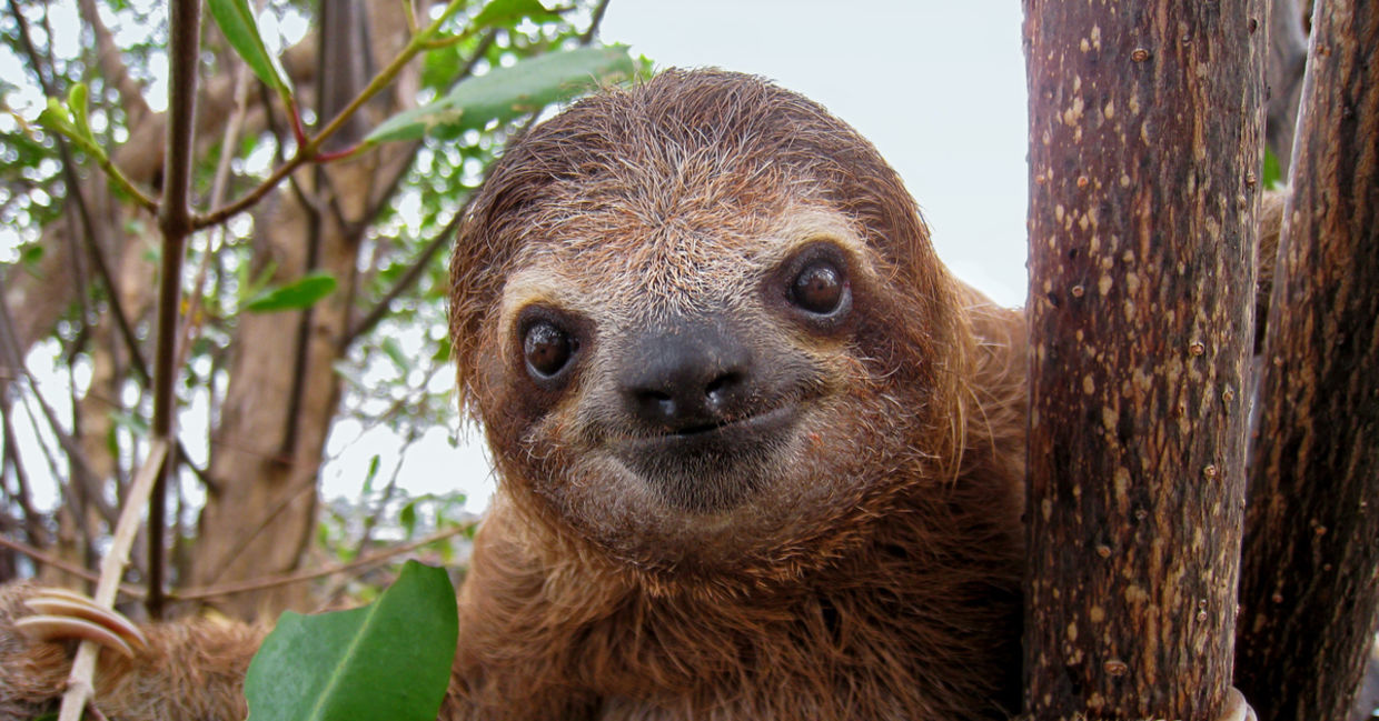 Young sloth on a branch Young sloth on a branch