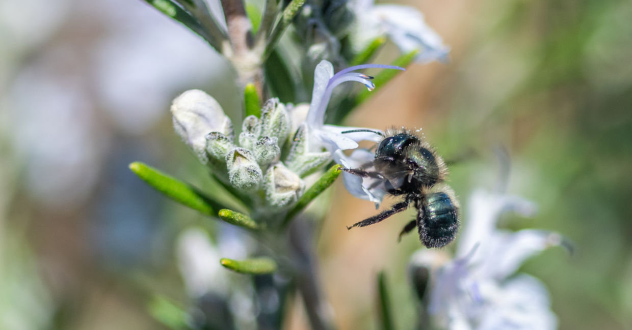 A native bee pollinating a flower. A native bee pollinating a flower.