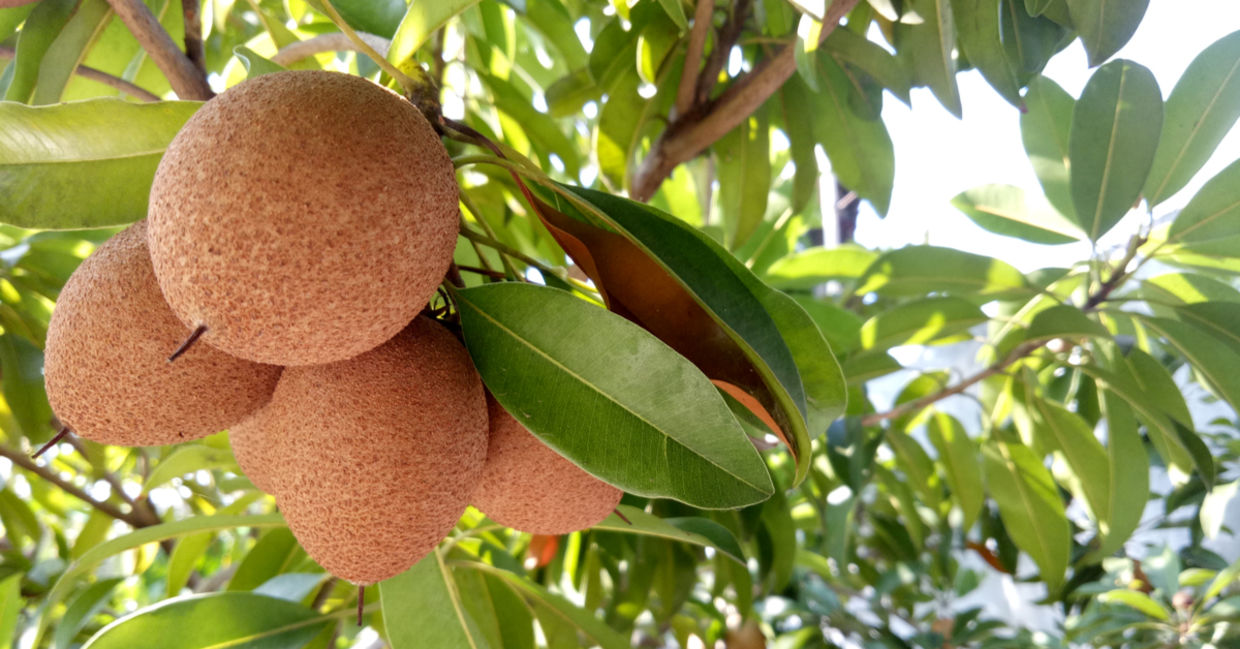 Add this exotic fruit to your diet. Add this exotic fruit to your diet.
