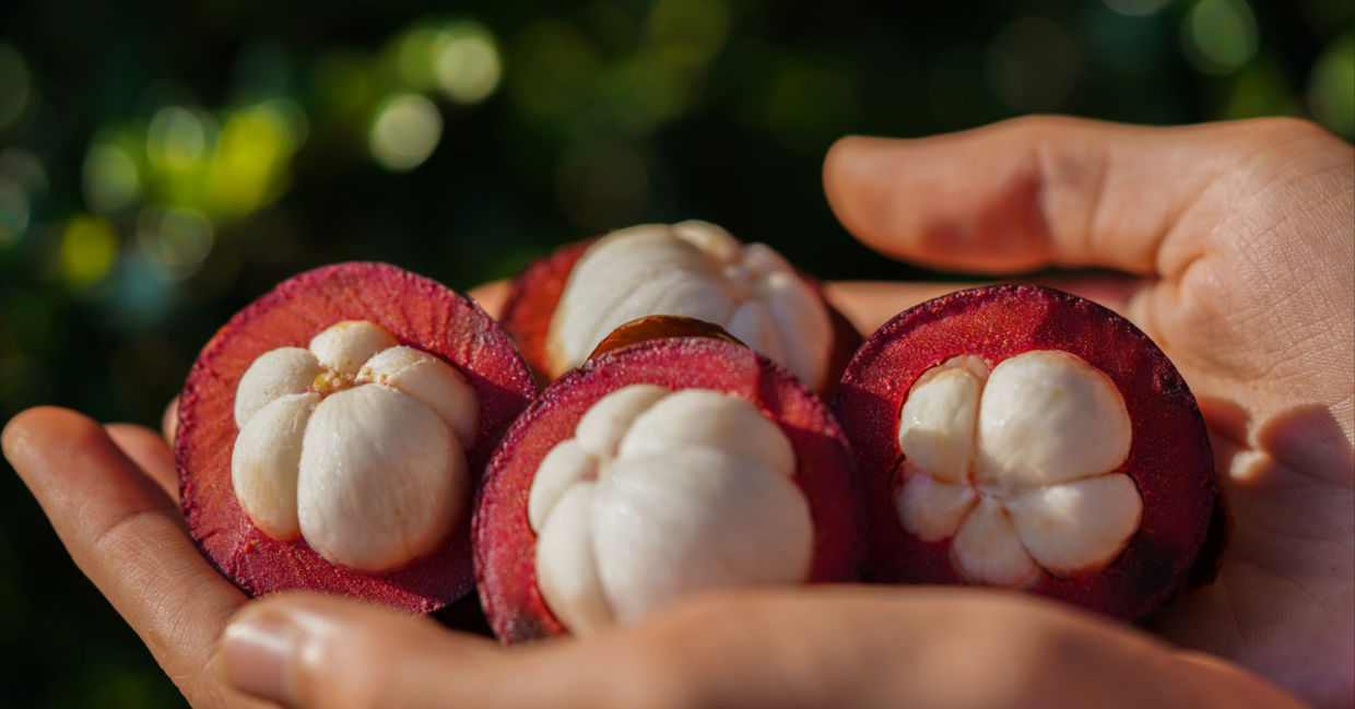 Woman holding Mangosteen, a tropical fruit with health benefits. Woman holding Mangosteen, a tropical fruit with health benefits.