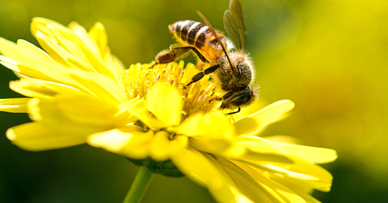 A bee on a flower. A bee on a flower.