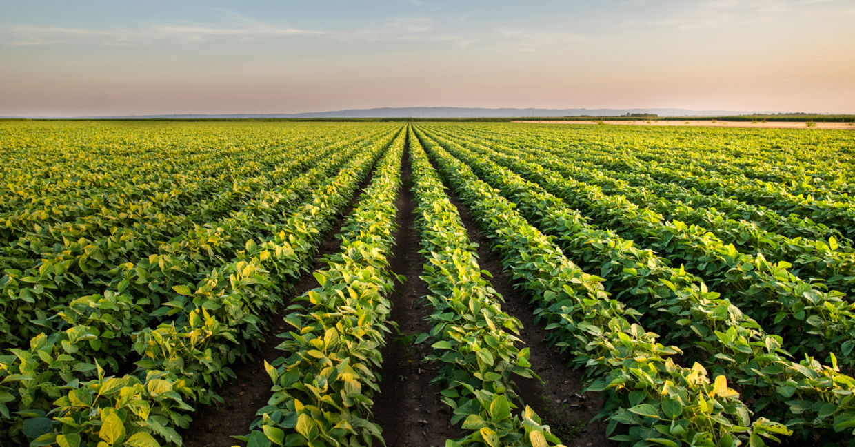 A field of crops at dusk A field of crops at dusk