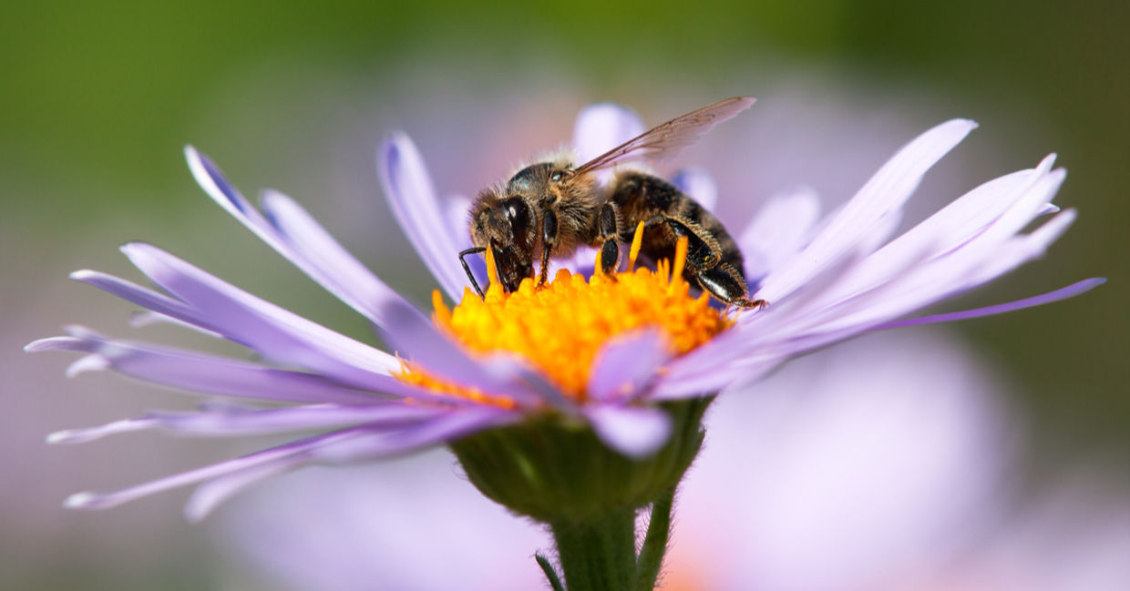 A bee pollinating a flower. A bee pollinating a flower.