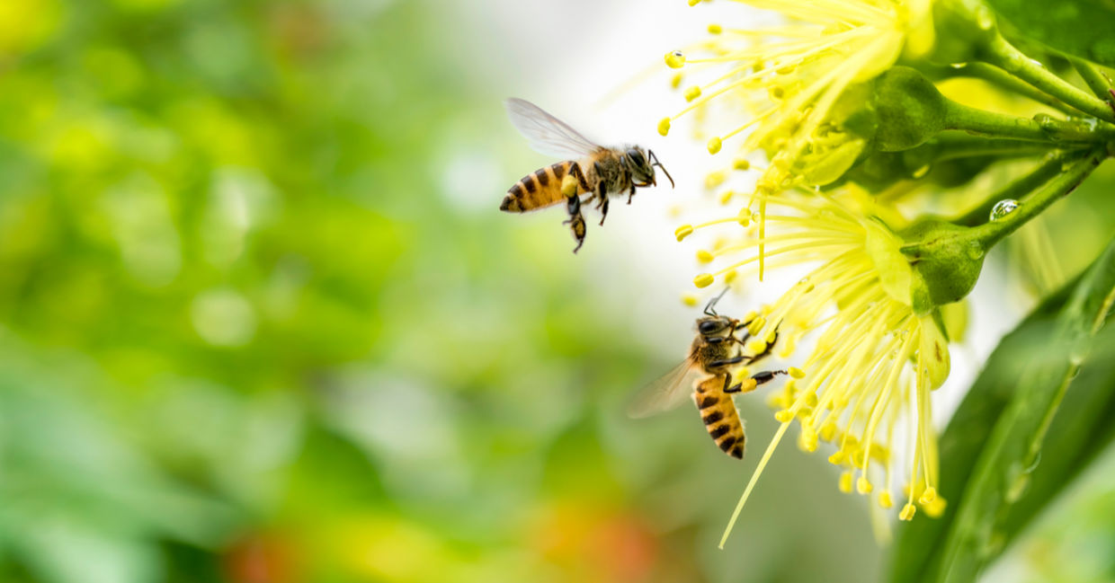 Bees flying and pollinating a yellow flower Bees flying and pollinating a yellow flower
