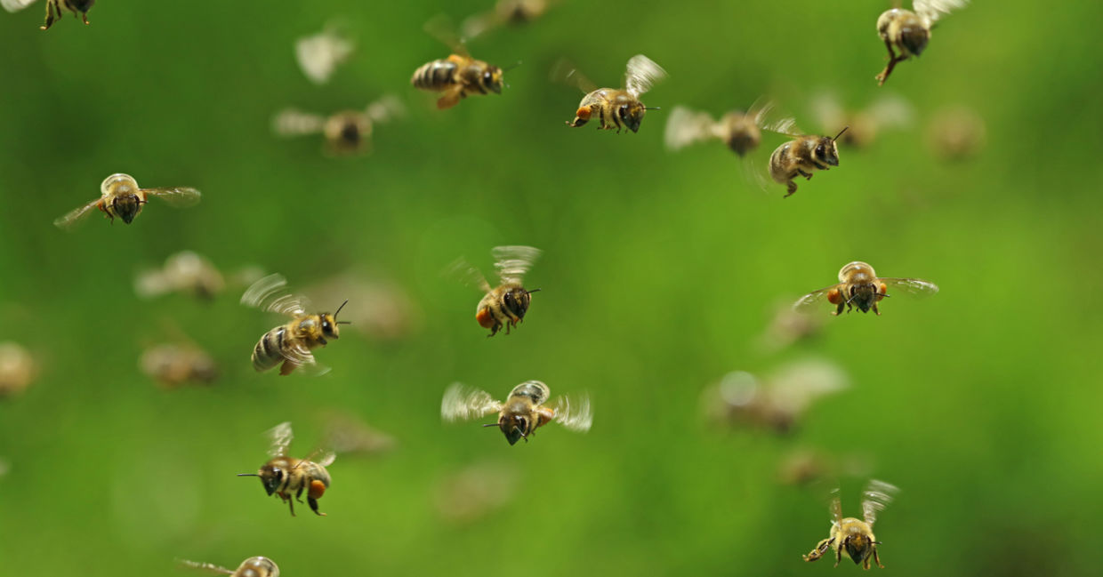 Bees flying and buzzing. Bees flying and buzzing.