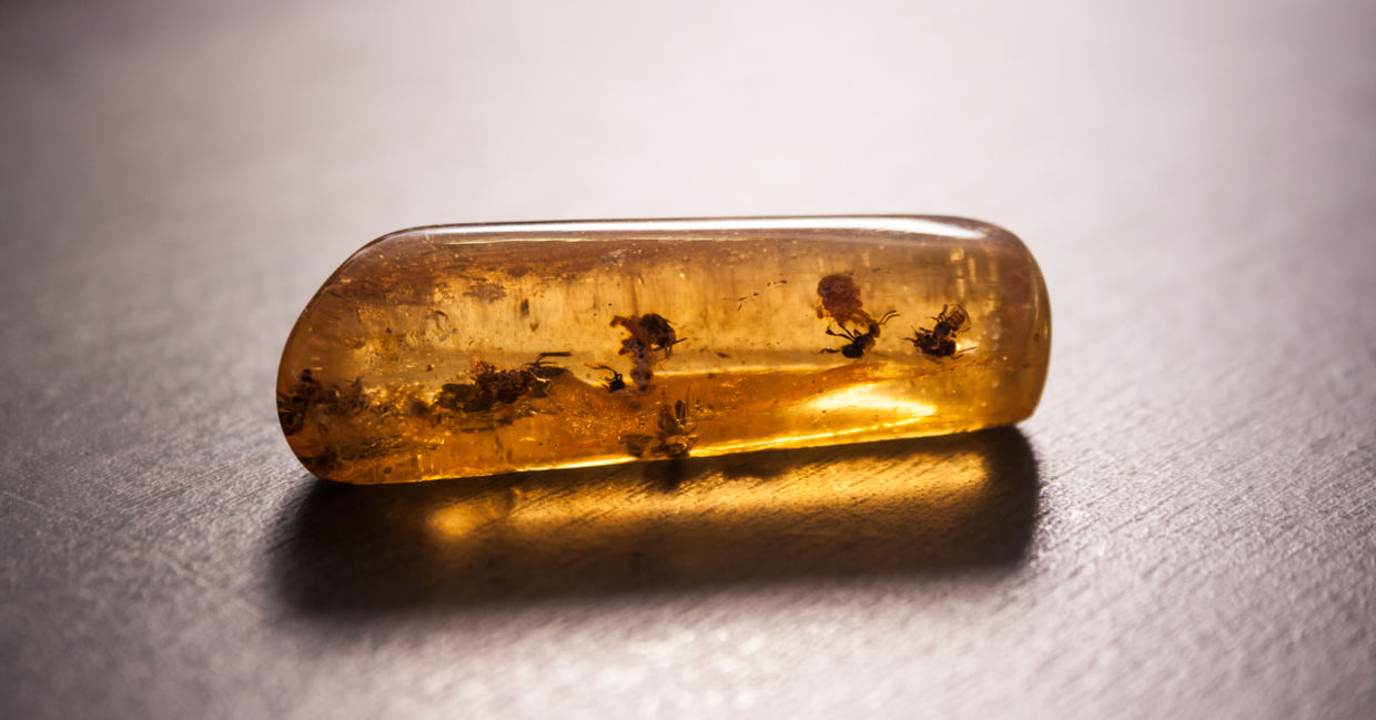 Fossilized bees Fossilized bees