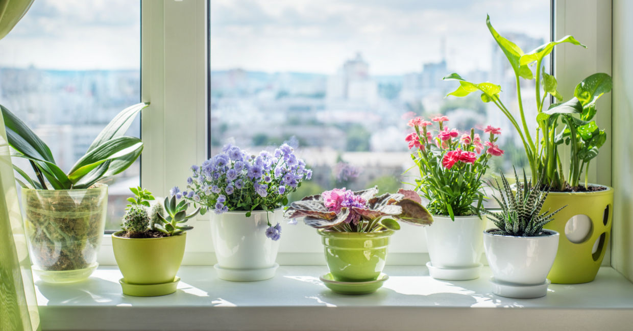 Houseplants thriving from warm weather care. Houseplants thriving from warm weather care.