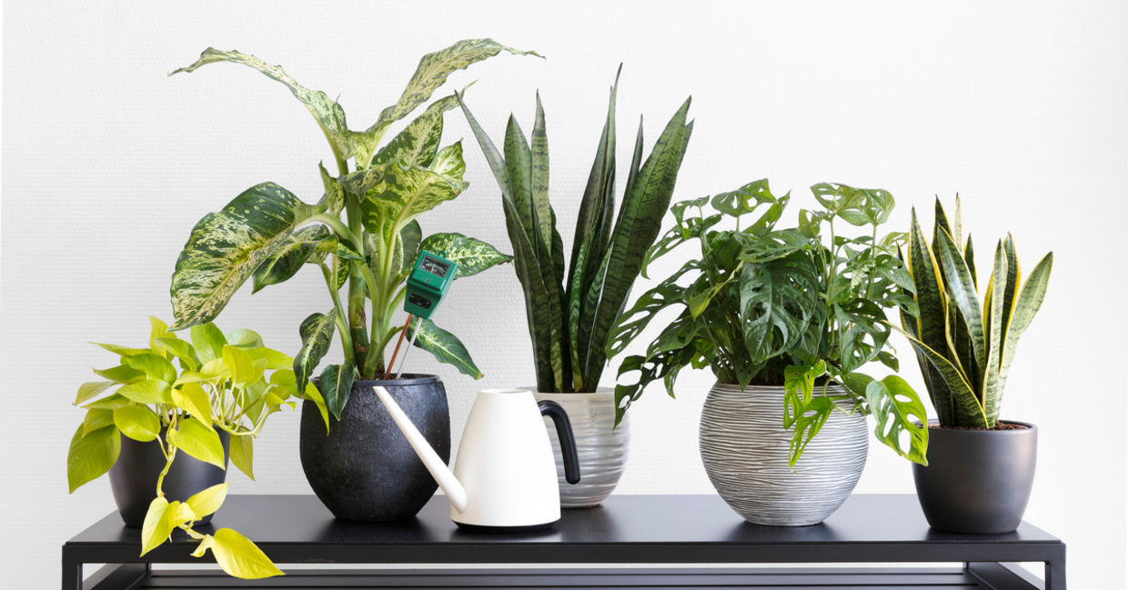 Move houseplants away from sunny windows. Move houseplants away from sunny windows.