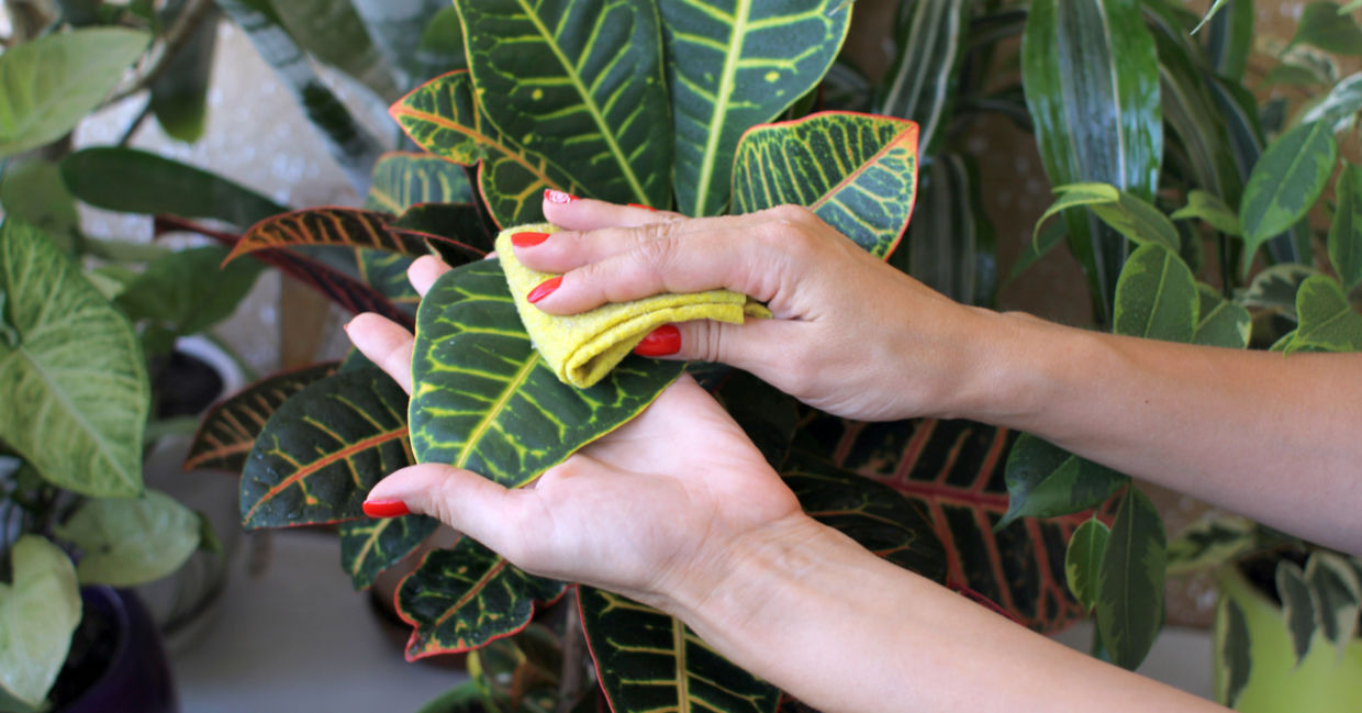 Clean indoor plants leaves when the weather turns warm. Clean indoor plants leaves when the weather turns warm.