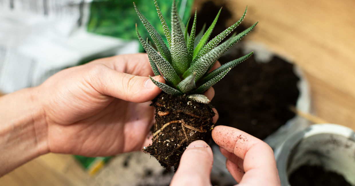Repot your indoor plants in the Spring. Repot your indoor plants in the Spring.