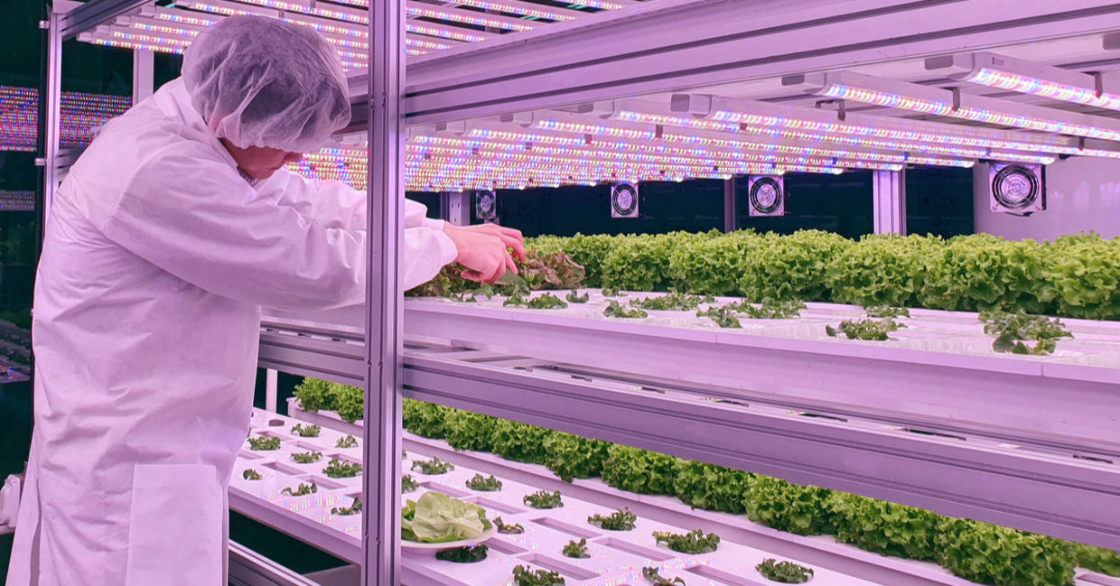 Lettuce growing under LED lighting in a vertical farm Lettuce growing under LED lighting in a vertical farm