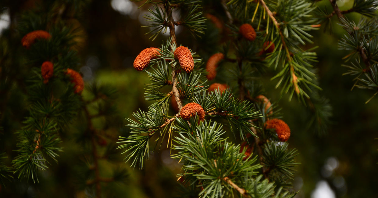 Cedarwood can heal the root chakra. Cedarwood can heal the root chakra.