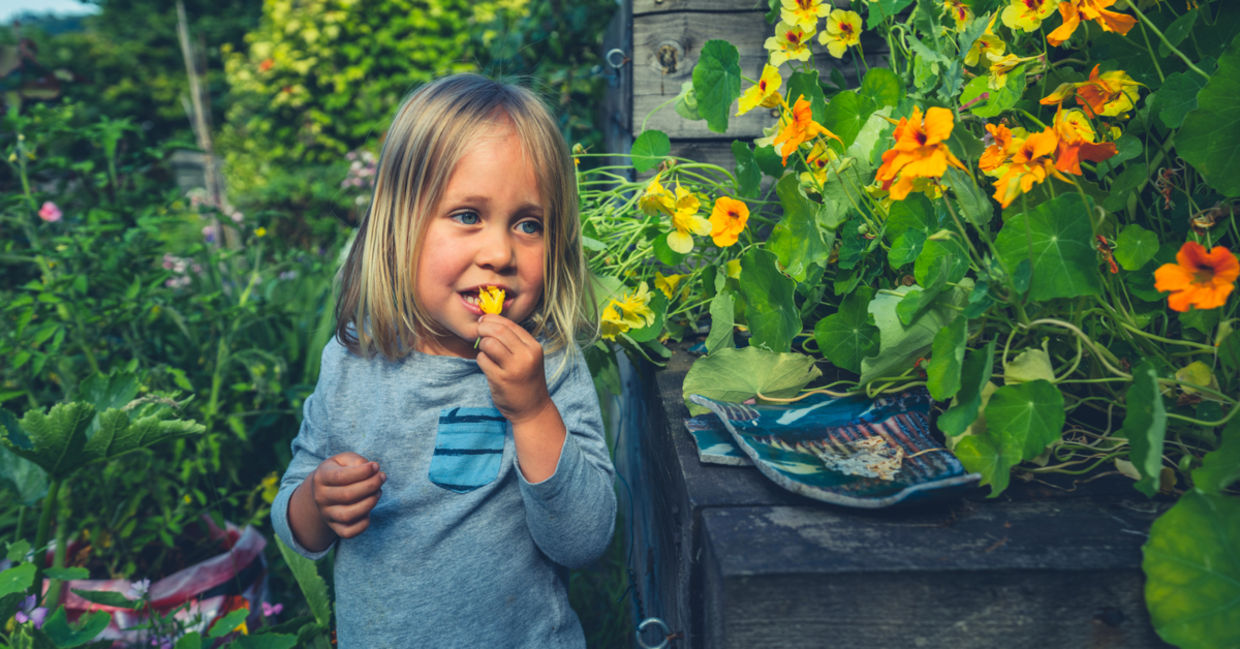 Edible flowers are packed with the best gut health benefits. Edible flowers are packed with the best gut health benefits.