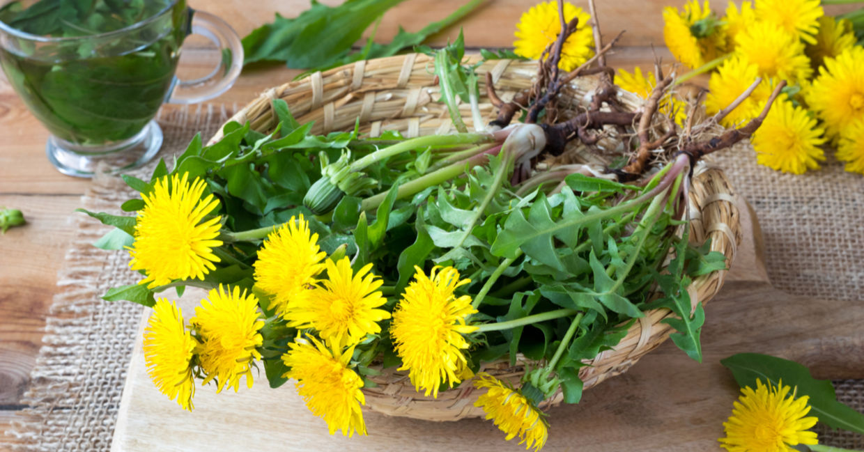Dandelion leaves and flowers promote good gut health. Dandelion leaves and flowers promote good gut health.