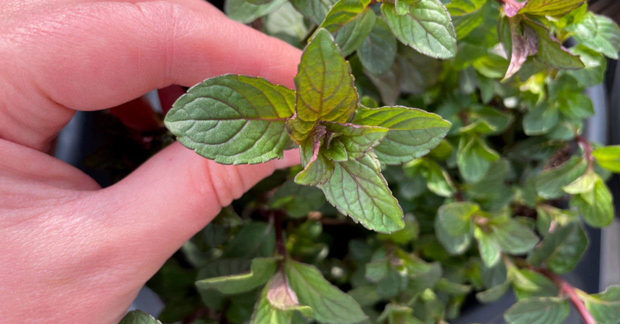 Mint tea helps relieve IBS. Mint tea helps relieve IBS.