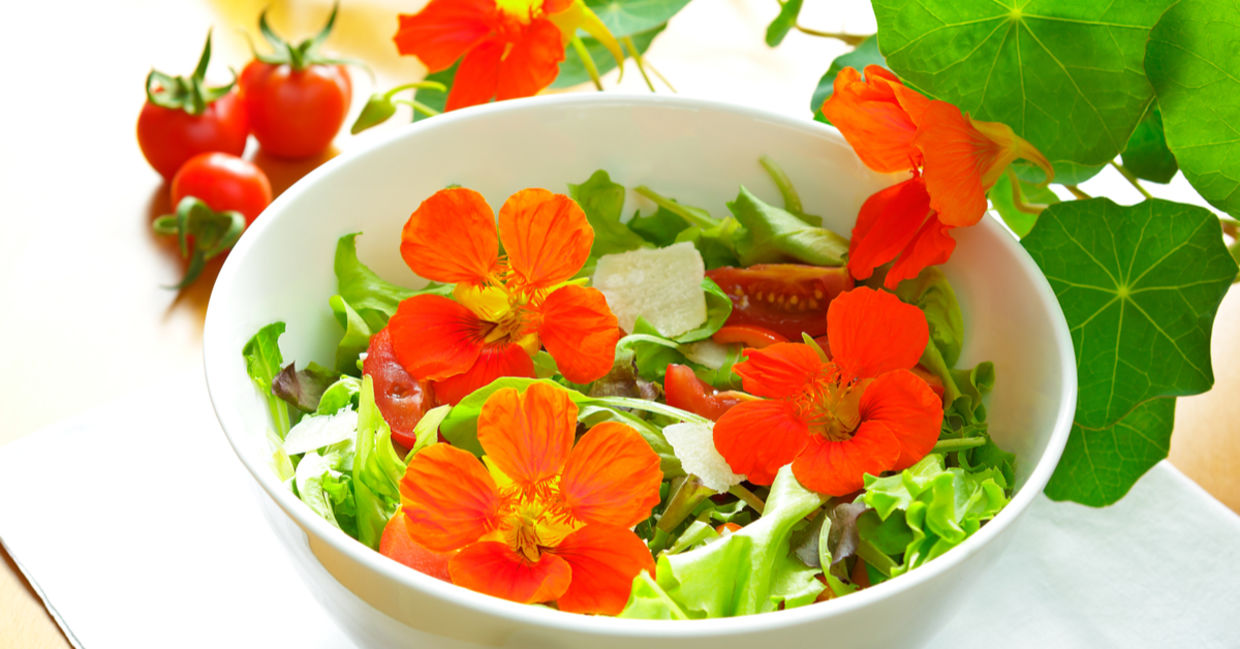 Nasturtium in salads helps to relieve gut inflammation. Nasturtium in salads helps to relieve gut inflammation.