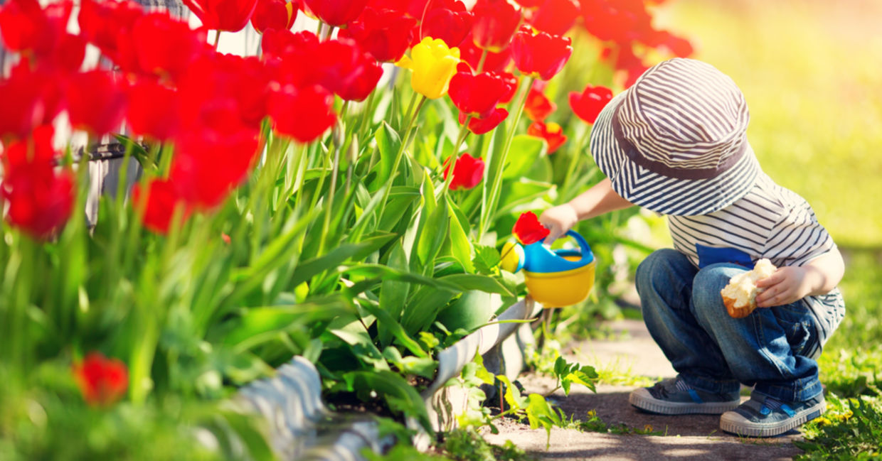 A young boy is watering tulips with a toy watering can. A young boy is watering tulips with a toy watering can.