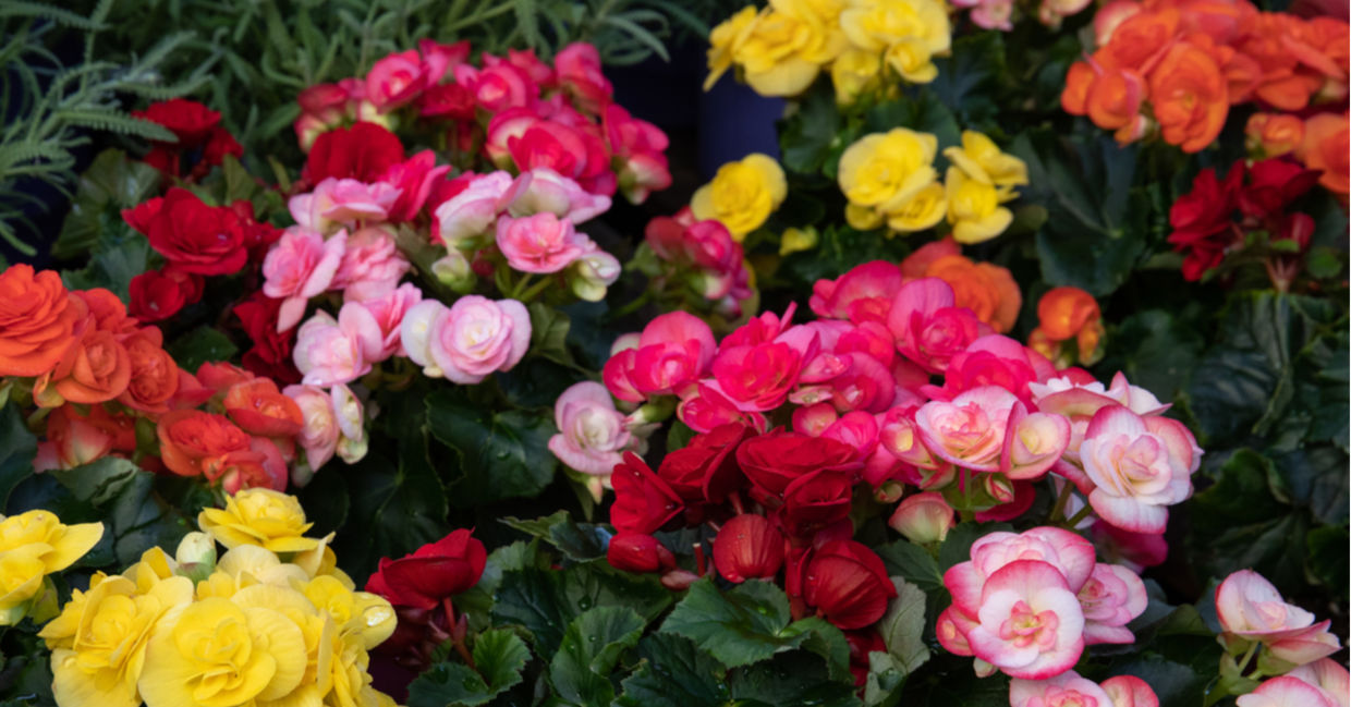 A collection of colorful begonias in pots. A collection of colorful begonias in pots.