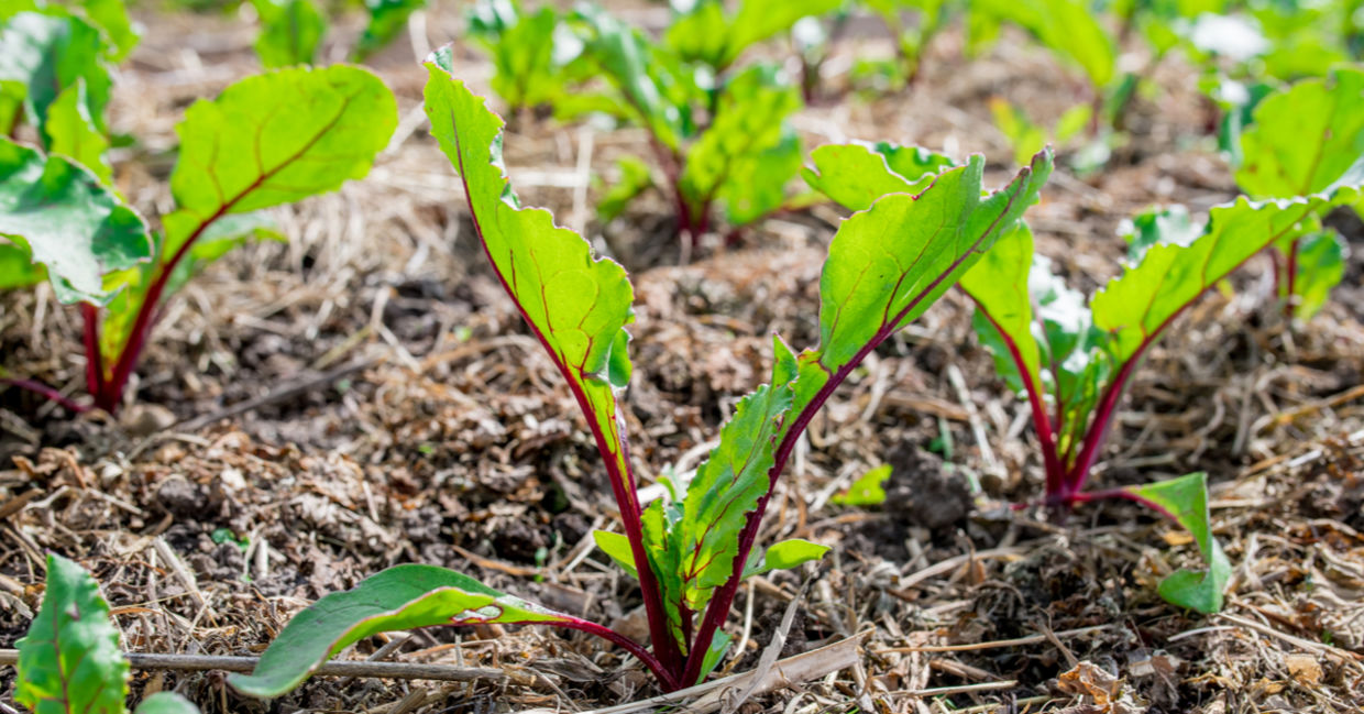 Beets grow in soil topped by grass clipping mulch. Beets grow in soil topped by grass clipping mulch.