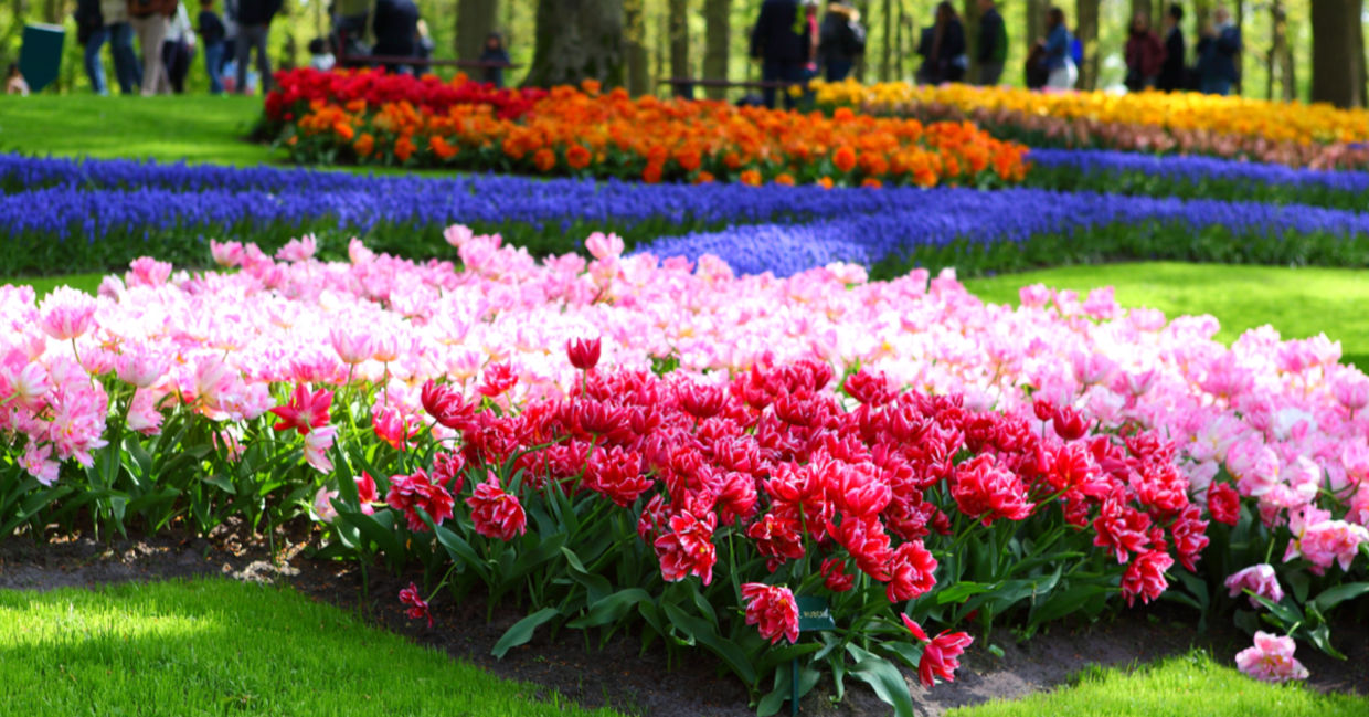 Flower beds planted in monochromatic colors. Flower beds planted in monochromatic colors.