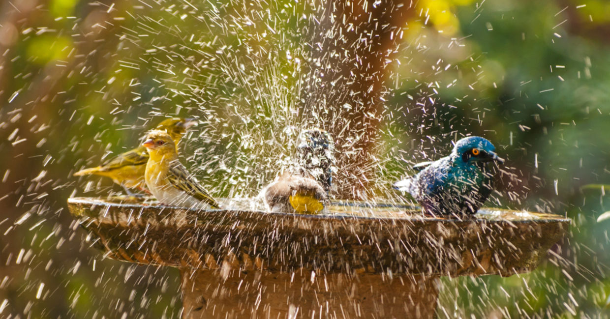 Birds splash about in a garden bird bath. Birds splash about in a garden bird bath.