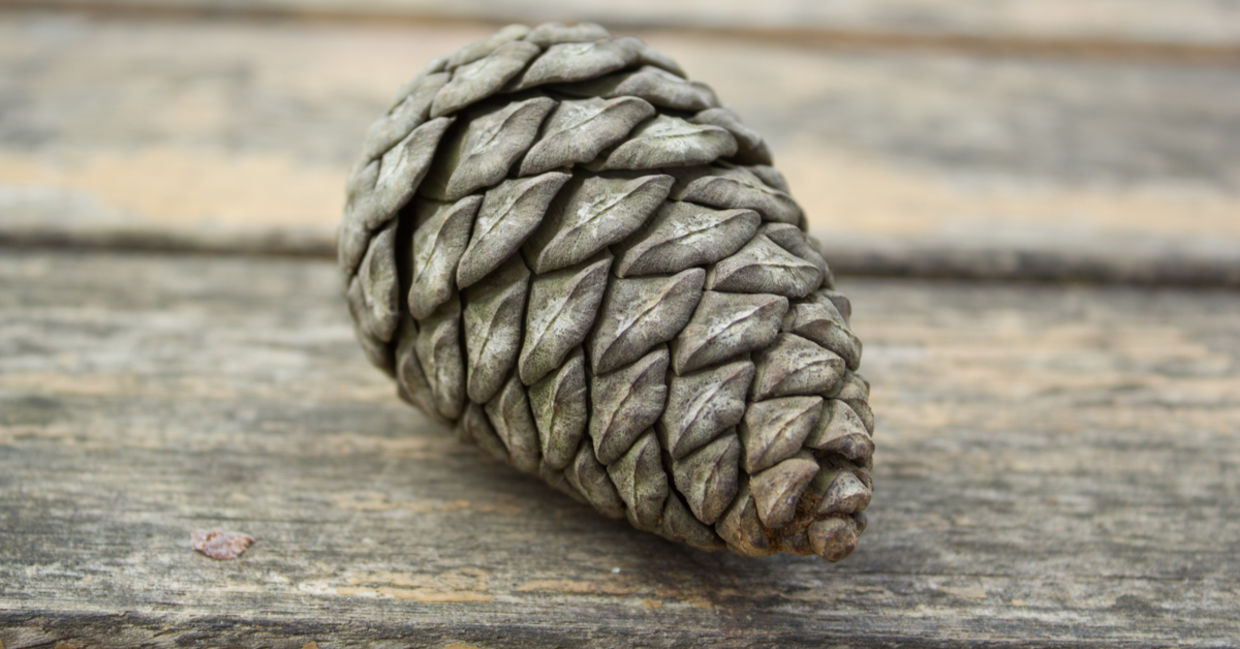 Make a DIY placeholder from this pine cone. Make a DIY placeholder from this pine cone.