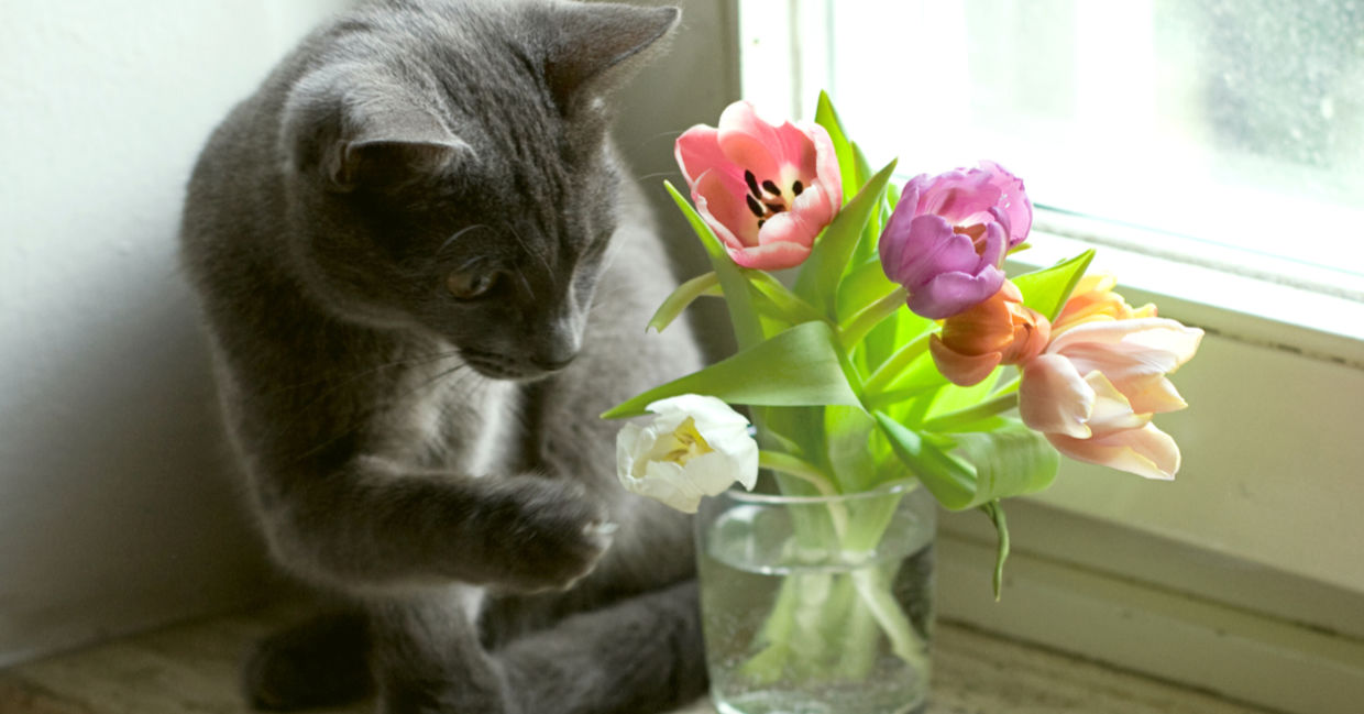 A curious cat examines tulips on a sun-filled windowsill. A curious cat examines tulips on a sun-filled windowsill.