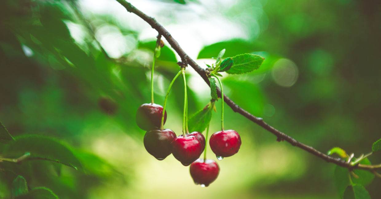 Cherries growing on a tree Cherries growing on a tree