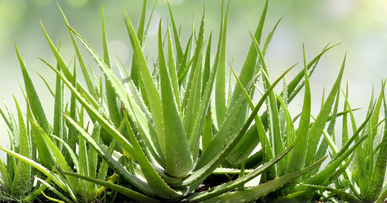 Aloe vera plants. Aloe vera plants.