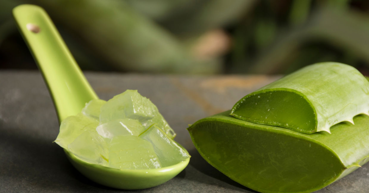 The latex in aloe leaves is has health benefits. The latex in aloe leaves is has health benefits.