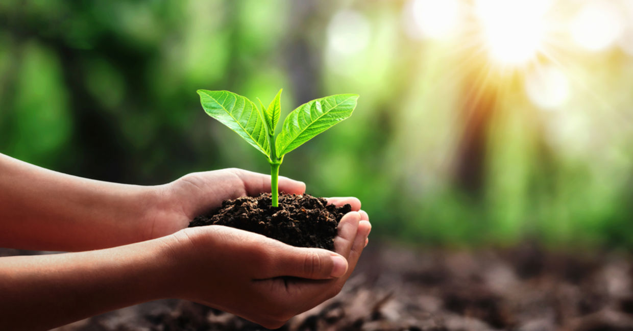 Plant a tree.