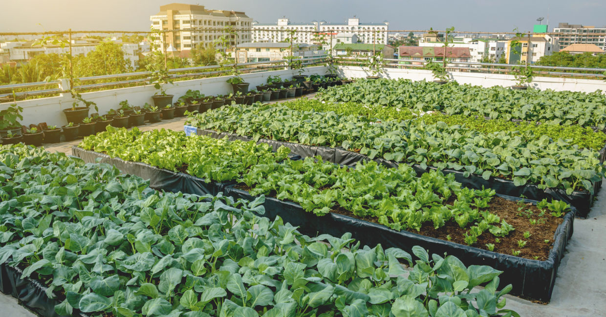 Urban rooftop farm. Urban rooftop farm.