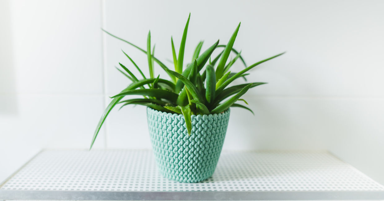 Aloe Vera plant